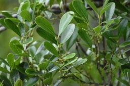 Pleurostyllia pachyphloea - Bois d'olive gros peau (fruits) - CELASTRACEAE - Endémique Réunion