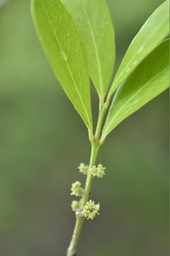 Pleurostyllia pachyphloea - Bois d'olive gros peau (fleurs) - CELASTRACEAE - Endémique Réunion