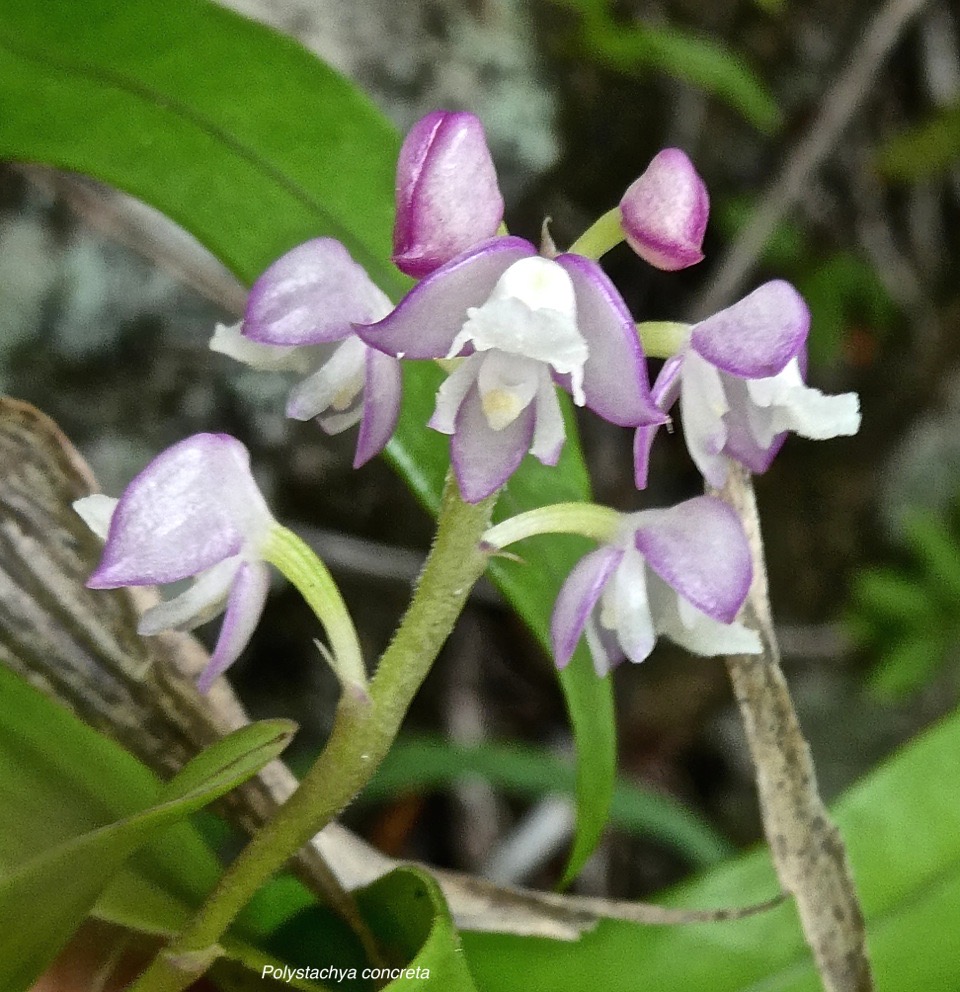 Polystachya concreta .orchidaceae.indigène Réunion.P1010441