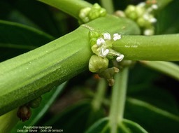 Pouzlolzia laevigata.bois de fièvre.bois de tension.(fleur mâle )urticaceae.endémique Réunion Maurice.P1009920
