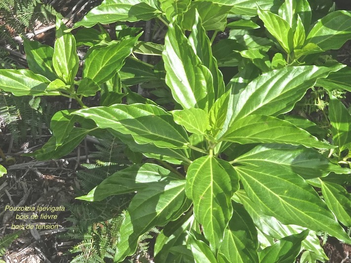 Pouzolzia laevigata.bois de fièvre.bois de tension.urticaceae.endémique Réunion Maurice. P1009937