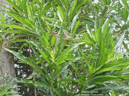 Psiadia dentata.bois collant.ti mangue.asteraceae.endémique Réunion.P1010360