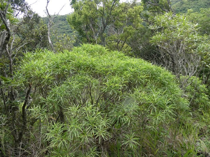 Psiadia dentata.ti mangue.bois collant.(au premier plan )asteraceae.endémique Réunion.P1010384