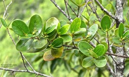 Pyrostria orbicularis.bois mussard.rubiaceae.endémique Réunion.P1010149