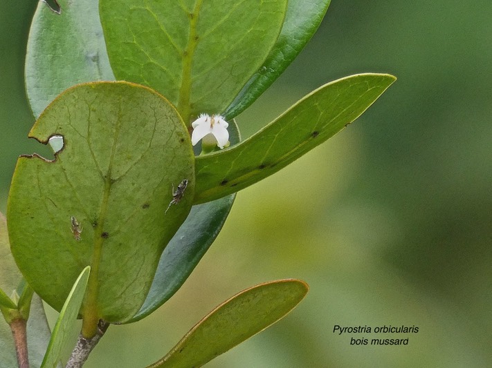 Pyrostria orbicularis.bois mussard rubiaceae.endémique Réunion.P1010122