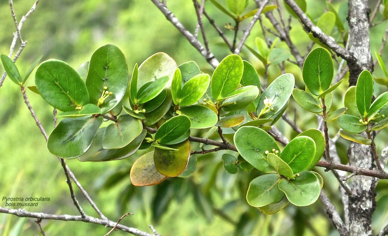 Pyrostria orbicularis.bois mussard.rubiaceae.endémique Réunion.P1010149