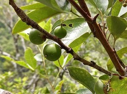 Scolopia heterophylla - Bois de tisane rouge (fruits) - SALICACEAE - Endémique des Mascareignes