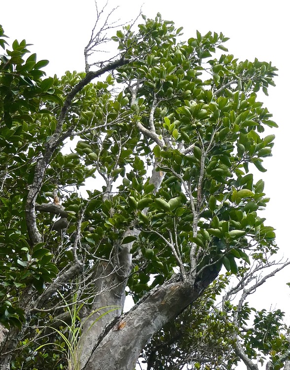 Scolopia heterophylla.bois de tisane rouge.(avec fruits de couleur verte )salicaceae.endémique Mascareignes. P1010358