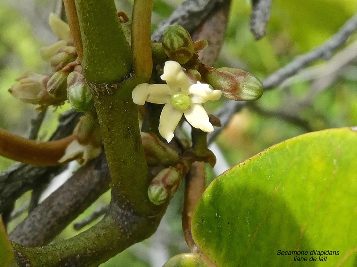 Secamone dilapidans.liane de lait.(fleur à pétales charnus )apocynaceae.endémique Réunion Maurice P1010056