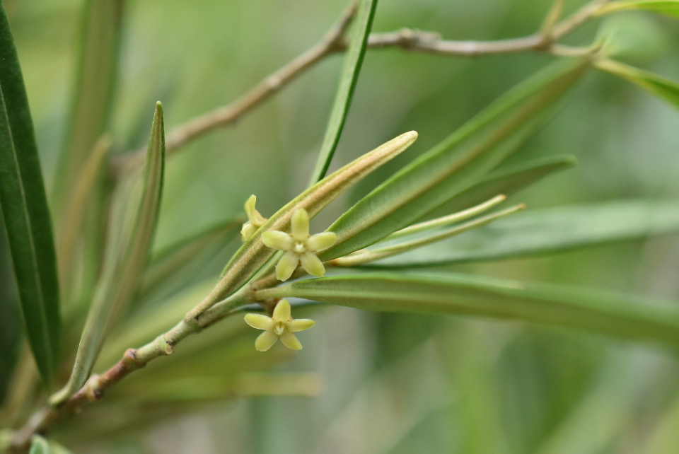 Secamone volubilis - Liane bois d'olive - APOCYNACEAE - Endémique Réunion, Maurice