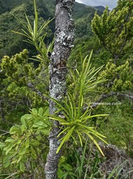Secamone volubilis.liane bois d'olive.apocynaceae.endémique Réunion Maurice.P1010067