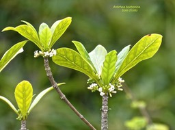 Antirhea borbonica.bois d'osto.rubiaceae.endémique Réunion Maurice Madagascar.P1003666