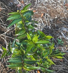 Aphloia theiformis .change école.(jeune plant).aphloiaceae.indigène Réunion.P1003428