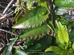 Aphloia theiformis .change écorce.(feuilles d'un jeune plant).aphloiaceae.indigène Réunion.P1003429