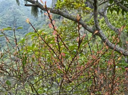 Erythroxylum hypericifolium .bois d'huile.erythroxylaceae.endémique Réunion Maurice .P1003672