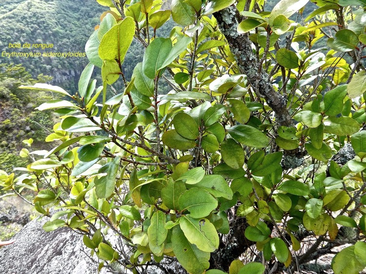 Erythroxylum sideroxyloides .bois de rongue .erythroxylaceae.endémique Réunion Maurice.P1003492
