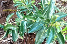 Ficus reflexa .affouche à petites feuilles .moraceae.indigène Réunion.PC220012