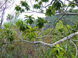 Foetidia mauritiana.bois puant. lecythidaceae.endémique Réunion Maurice.P1003614