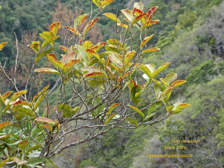 Homalium paniculatum.corce blanc.bois de bassin.salicaceae. endémique Réunion Maurice.P1003514