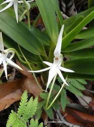 Jumellea recta . orchidaceae. endémique Réunion Maurice.P1003566