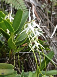 Jumellea recta .orchidaceae. endémique Réunion Maurice .P1003609
