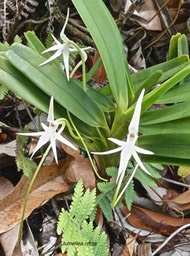 Jumellea recta .orchidaceae.endémique Réunion Maurice .P1003565