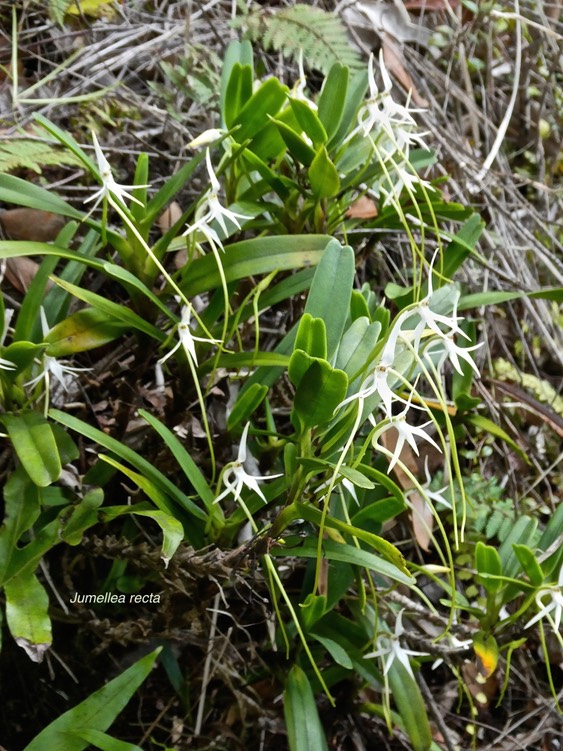 Jumellea recta .orchidaceae.endémique Réunion Maurice.P1003606
