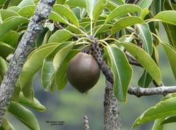 Mimusops balata.grand natte .sapotaceae.endémique Réunion Maurice;P1003560
