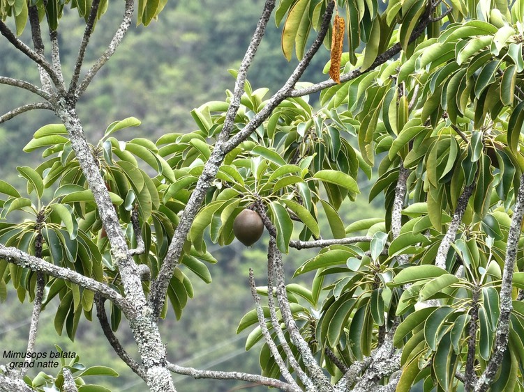 Mimusops balata.grand natte.(rameaux avec fruit).sapotaceae.endémique Réunion Maurice.P1003557