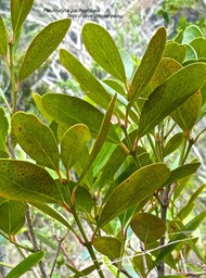 Pleurostylia pachyphloea .bois d'olive grosse peau.celastraceae.endémique Réunion.P1003658