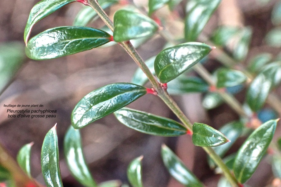 Pleurostylia pachyphloea .bois d'olive grosse peau .(feuillage de jeune plant )celastraceae.endémique Réunion.PC220006