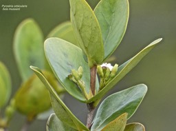 Pyrostria orbicularis .bois mussard.rubiaceae.endémique Réunion.P1003544