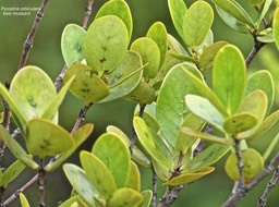 Pyrostria orbicularis .bois mussard .rubiaceae.endémique Réunion.P1003550