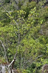 Pyrostria orbicularis.bois mussard.rubiaceae.endémique Réunion.P1003556