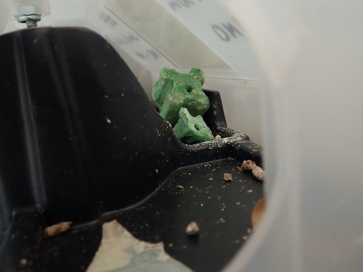 raticicide jade pasta dans boîte