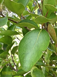 Scolopia heterophylla .bois de tisane rouge.( feuilles adultes )salicaceae.endémique Mascareignes.P1003651