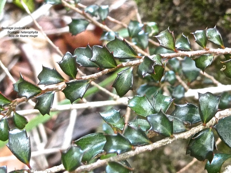 Scolopia heterophylla .bois de tisane rouge .(feuilles juvéniles )salicaceae.endémique Mascareignes .P1003616