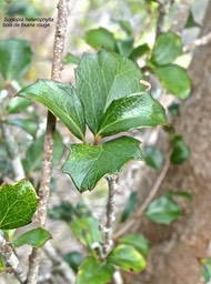 Scolopia heterophylla.bois de tisane rouge.feuilles juvéniles à un stade intermédiaire) .salicaceae.endémique Mascareignes .P1003618