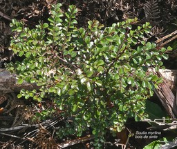 Scutia myrtina .bois de sinte.rhamnaceae;indigène Réunion.P1003477