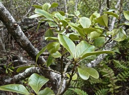 Turraea thouarsiana .bois de quivi.meliaceae.endémique Réunion Maurice .   P1003584