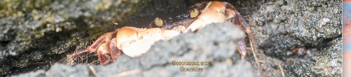 Geograpsus grayi
