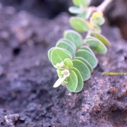 Chamaesyce viridula Euphorbiaceae  Endémique La Réunion 8697.jpeg