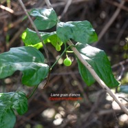 Passiflora suberosa Liane grain d'encre Passifloraceae EE 8713.jpeg