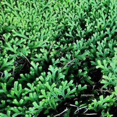 ??? Selaginella viridula.( Selaginella salaziana ) sellaginellaceae.endémique Réunion Maurice. ou  Selaginella obtusa.petite patte de lézard.selaginellaceae.indigène Réunion. (2).jpeg