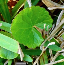 Centella asiatica.cochléaria.apiaceae.indigène Réunion? (1).jpeg