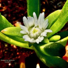 Delosperma napiforme.lavangère.( fleur )aizoaceae.endémique Réunion..jpeg