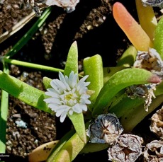 Delosperma napiforme.lavangère.aizoaceae.endémique Réunion. (3).jpeg