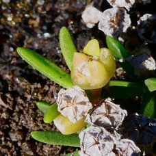 Delosperma napiforme.lavangère.aizoaceae.endémique Réunion..jpeg