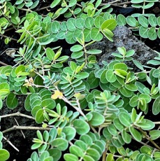 Euphorbia viridula. ( Chamaesyce viridula )euphorbiaceae.endémique Réunion. (1).jpeg