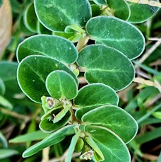 Euphorbia viridula. ( Chamaesyce viridula )euphorbiaceae.endémique Réunion..jpeg
